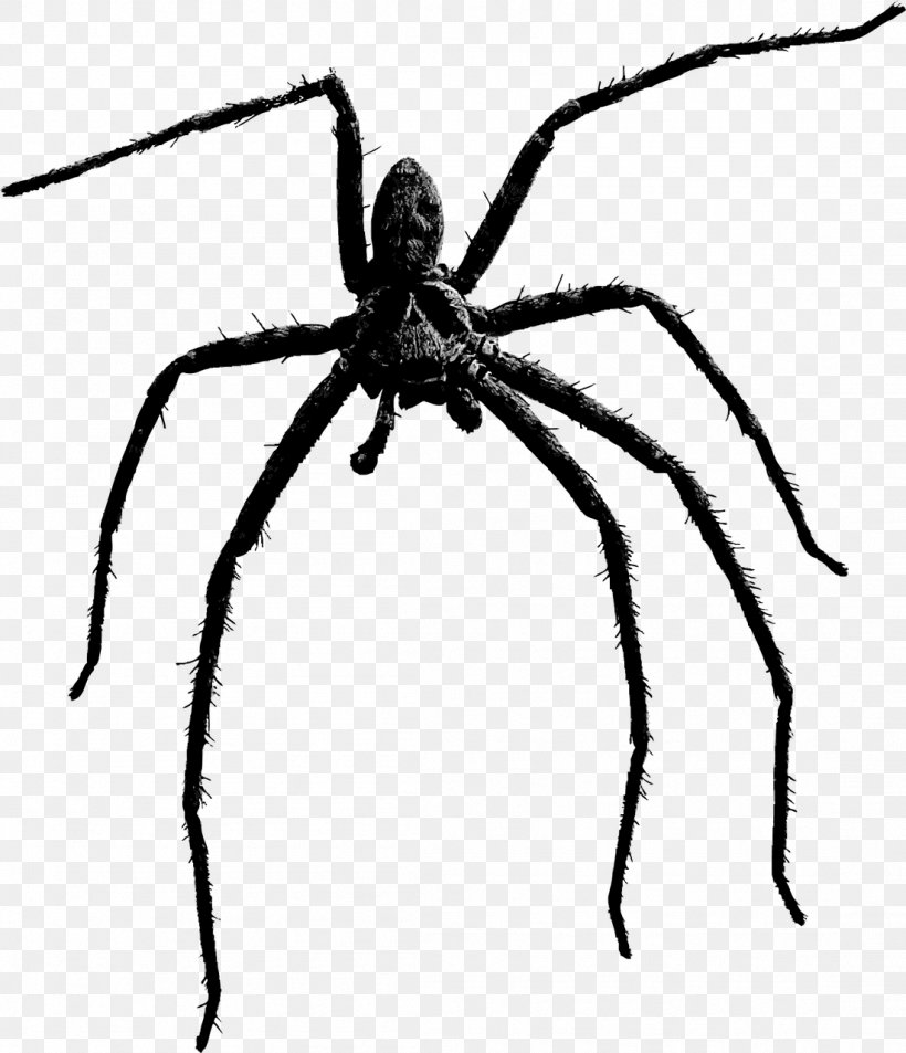 Spider Clip Art, PNG, 1101x1280px, Spider, Arachnid, Arthropod, Autocad Dxf, Black And White Download Free