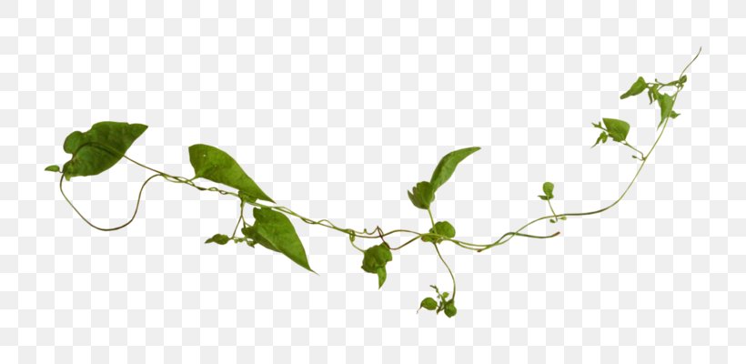 Twig Leaf Branch Plant Stem, PNG, 800x400px, Twig, Branch, Butterfly, Flora, Flower Download Free