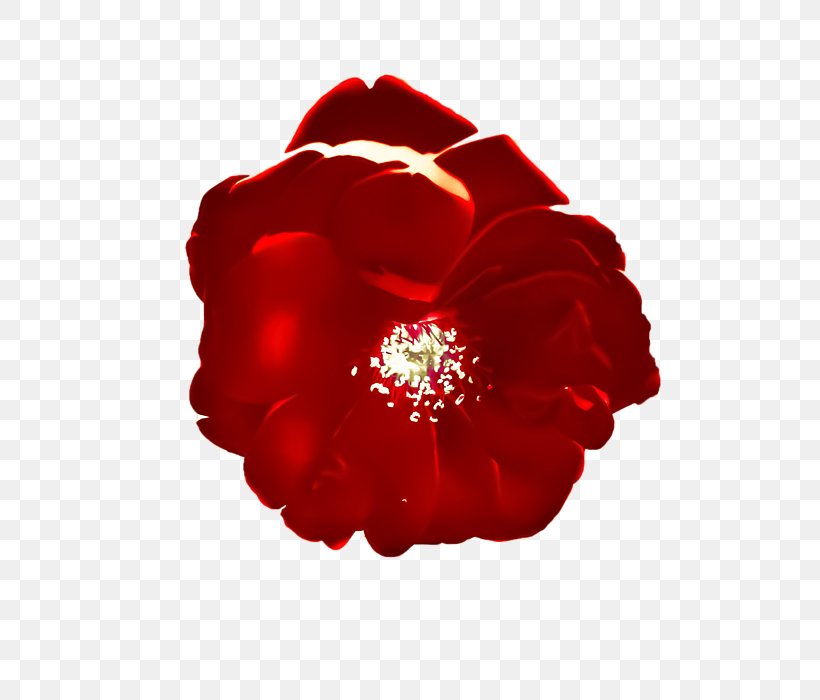 Garden Roses Petal, PNG, 525x700px, Garden Roses, Flower, Flowering Plant, Garden, Petal Download Free