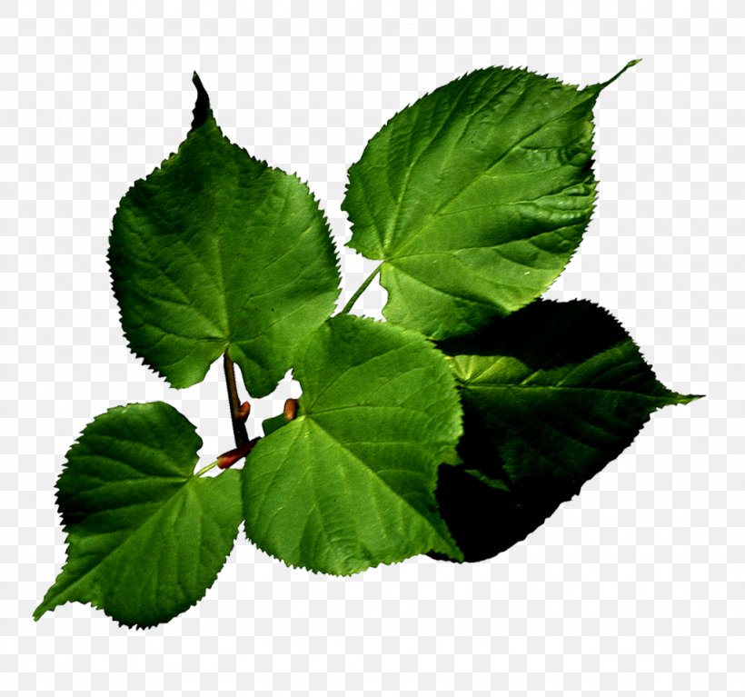 Leaf Green IVysílání Flower, PNG, 1024x959px, Leaf, Branch, Flower, Green, Herb Download Free