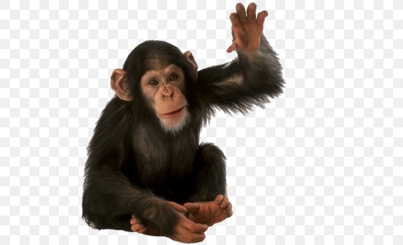 Orangutan Primate Monkey Common Chimpanzee, PNG, 500x500px, Orangutan, Chimpanzee, Common Chimpanzee, Fur, Great Ape Download Free