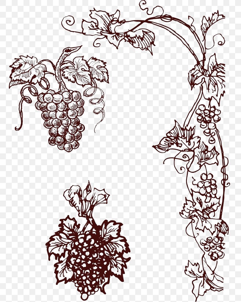 Common Grape Vine Wine, PNG, 760x1024px, Grape, Area, Art, Black And White, Branch Download Free