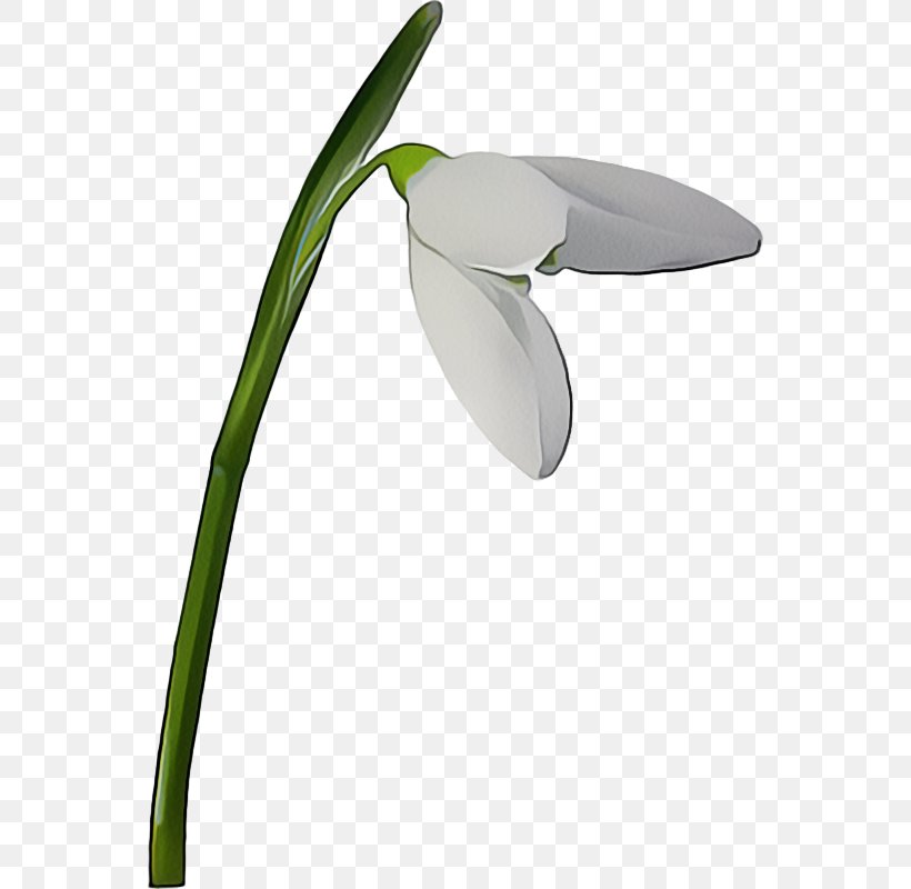 Easter Background, PNG, 554x800px, Snowdrop, Amaryllis Family, Easter, Flower, Galanthus Download Free