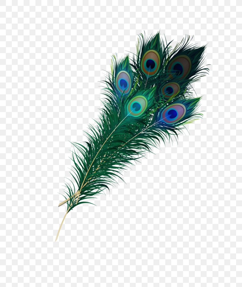 Feather Asiatic Peafowl Clip Art, PNG, 820x974px, Feather, Angel Wing, Asiatic Peafowl, Deviantart, Drawing Download Free