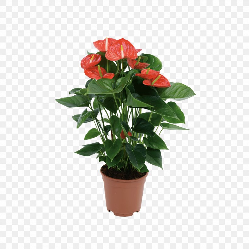 Garden Roses Houseplant Laceleaf Aldi Flowerpot, PNG, 1817x1817px, Garden Roses, Albert Heijn, Aldi, Annual Plant, Cut Flowers Download Free