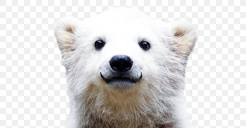 Polar Bear Desktop Wallpaper Theme, PNG, 682x427px, Polar Bear, Animal, Bear, Carnivoran, Computer Download Free