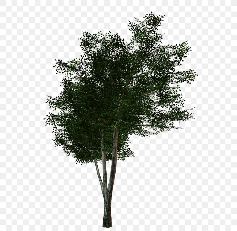 Tree, PNG, 574x800px, Tree, Architectural Rendering, Branch, Evergreen, Layers Download Free