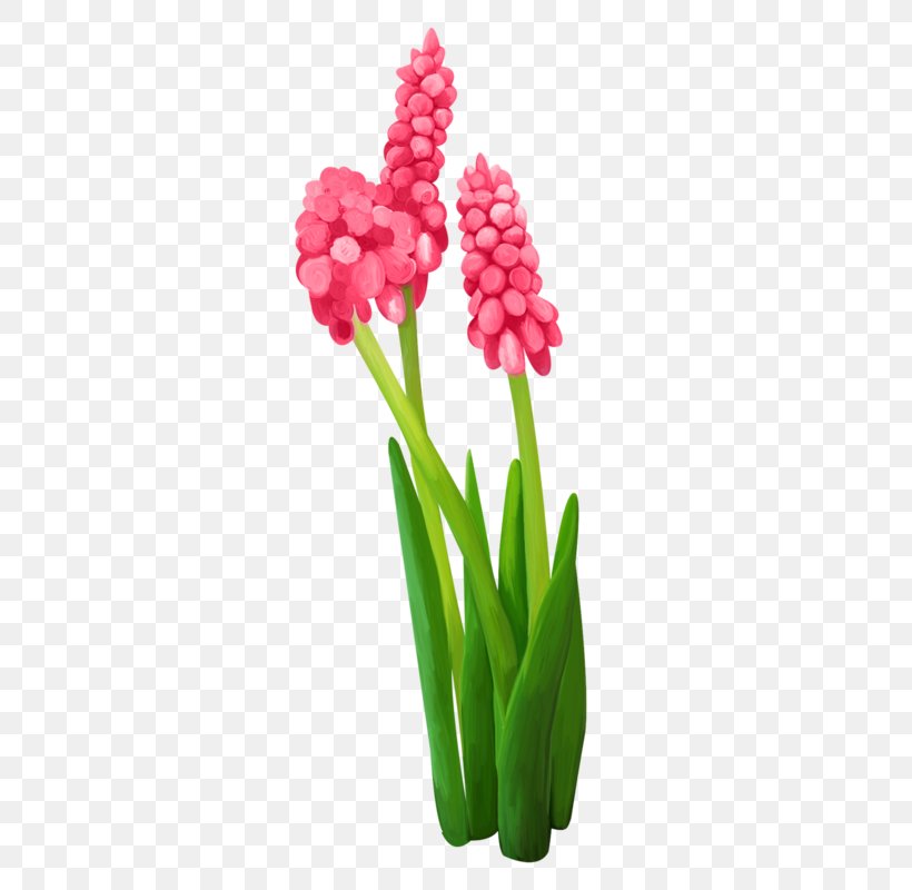 Clip Art Image Tulip Hyacinth, PNG, 328x800px, Tulip, Bunchflowered Daffodil, Cartoon, Cmyk Color Model, Cut Flowers Download Free