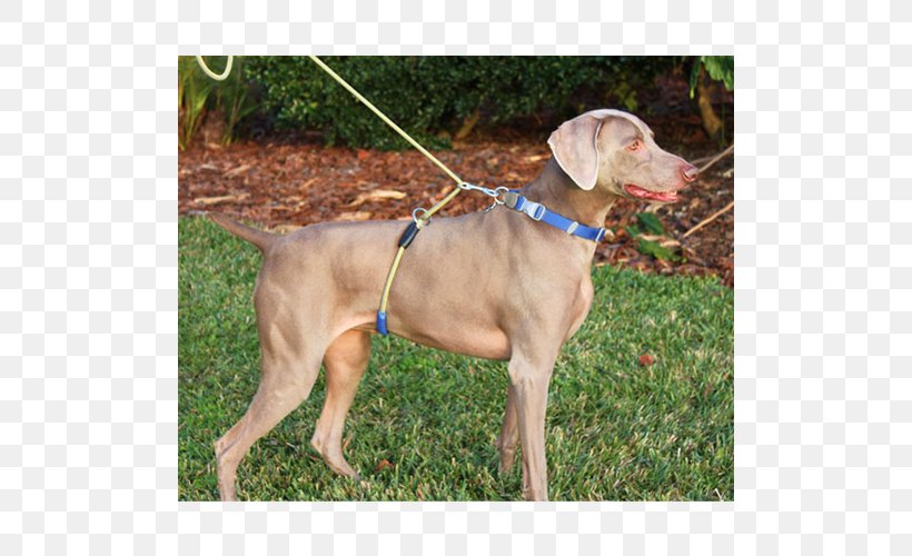 Weimaraner Dog Breed Leash Dog Harness Dog Collar, PNG, 500x500px, Weimaraner, Breed, Carnivoran, Collar, Dog Download Free