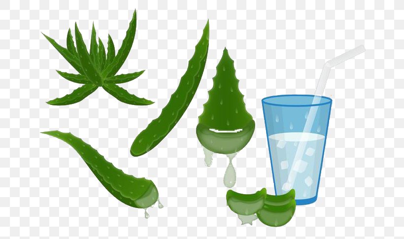 Aloe Vera Euclidean Vector Agave Deserti, PNG, 700x485px, Aloe Vera, Agave, Agave Deserti, Aloe, Coreldraw Download Free