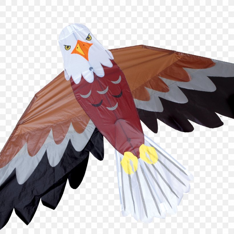 Bald Eagle America's Favorite Backyard Birds Kite, PNG, 1024x1024px, Bald Eagle, Accipitriformes, Beak, Bird, Bird Of Prey Download Free