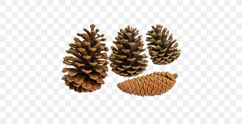 Pine Fir Conifer Cone Conifers, PNG, 600x420px, Fir, Auglis, Conifer, Conifer Cone, Conifers Download Free