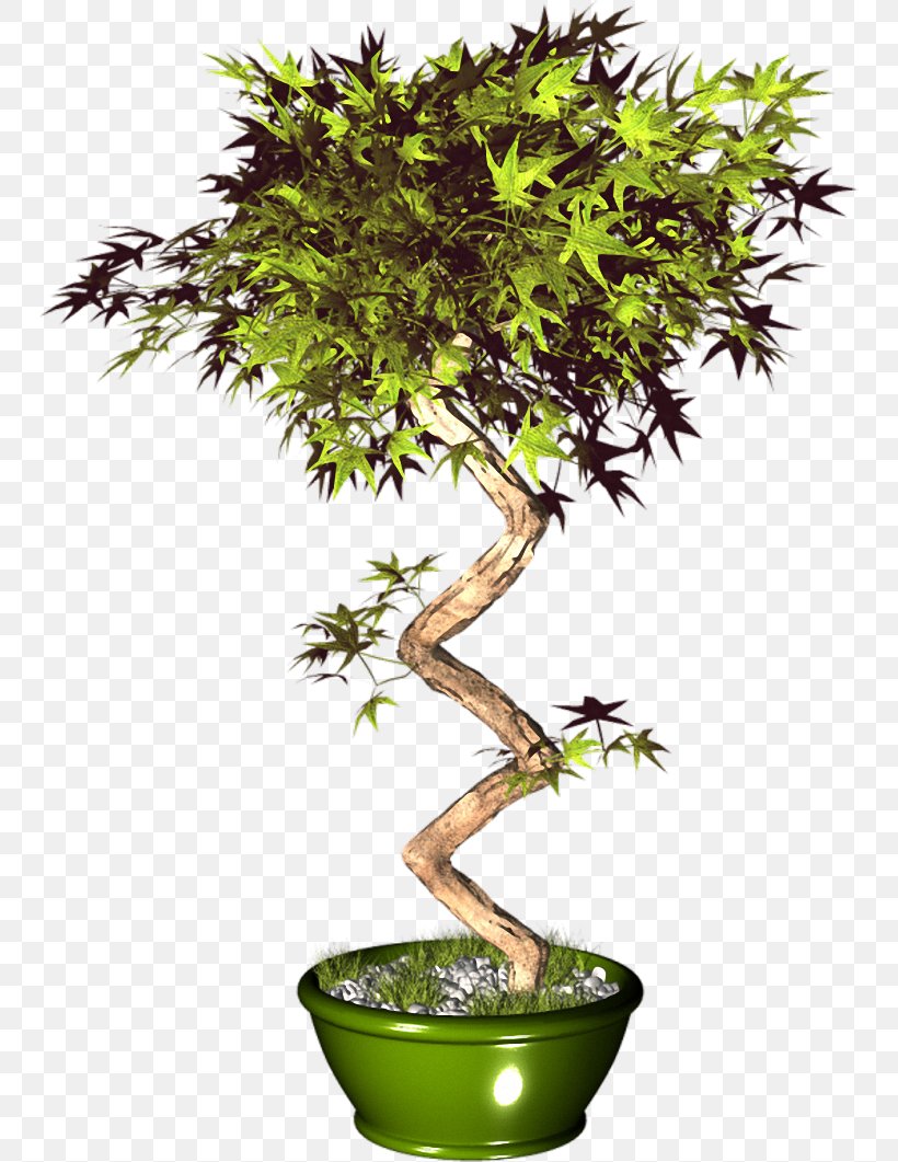 Sageretia Theezans Flowerpot Tree Cachepot, PNG, 749x1061px, Sageretia Theezans, Bonsai, Branch, Cachepot, Fig Trees Download Free