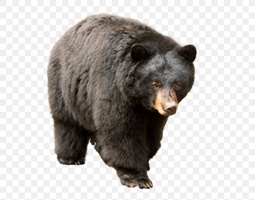 Bear Hunting Desktop Wallpaper, PNG, 1280x1006px, Bear, American Black Bear, Asian Black Bear, Bear Attack, Bear Hunting Download Free