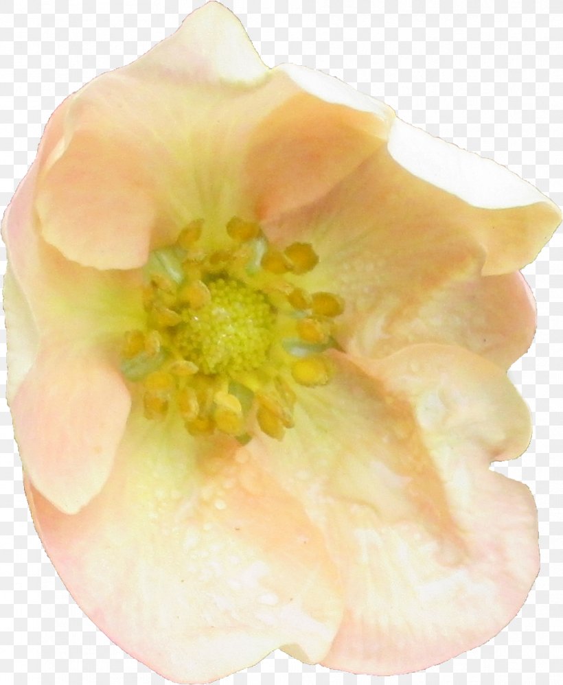 Flower Rosaceae Petal Yellow Peach, PNG, 958x1166px, Flower, Family, Peach, Petal, Rosaceae Download Free