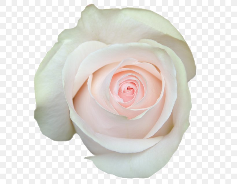 Garden Roses Cabbage Rose Floribunda Cut Flowers Petal, PNG, 634x636px, Garden Roses, Cabbage Rose, Closeup, Cut Flowers, Floribunda Download Free