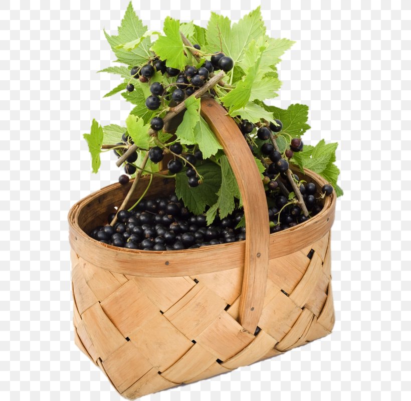 Grape Blackcurrant Berry Redcurrant Zante Currant, PNG, 552x800px, Grape, Berry, Blackcurrant, Currant, Flowerpot Download Free