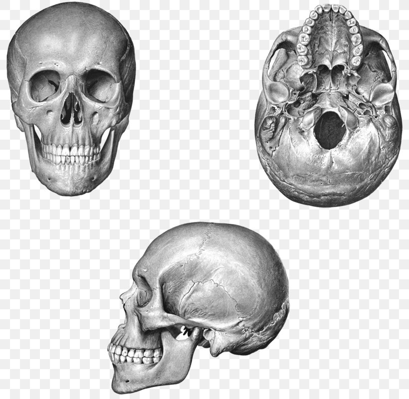 Human Skull Frontal Bone Nose Orbit, PNG, 800x800px, Skull, Black And White, Bone, Ethmoid Bone, Frontal Bone Download Free