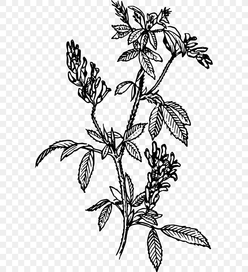 Alfalfa Sprouting Clip Art, PNG, 588x900px, Alfalfa, Artwork, Black And White, Branch, Butterfly Download Free