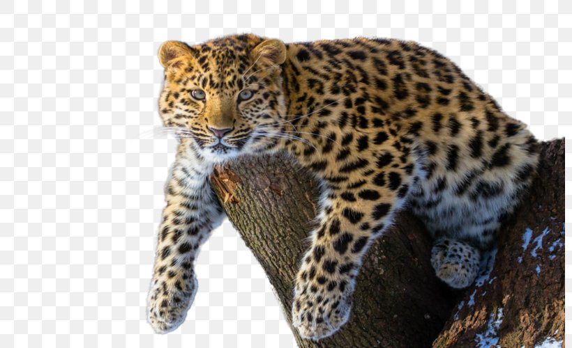 Amur River Amur Leopard Siberian Tiger Felidae Endangered Species, PNG, 800x500px, Amur River, Amur Leopard, Animal, Animal Sanctuary, Big Cats Download Free