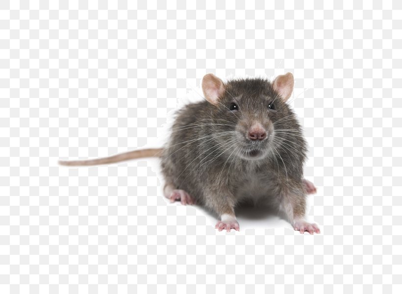 Brown Rat Mouse Rodent Pest Control Black Rat, PNG, 600x600px, Brown Rat, Animal Control And Welfare Service, Black Rat, Dormouse, Exterminator Download Free