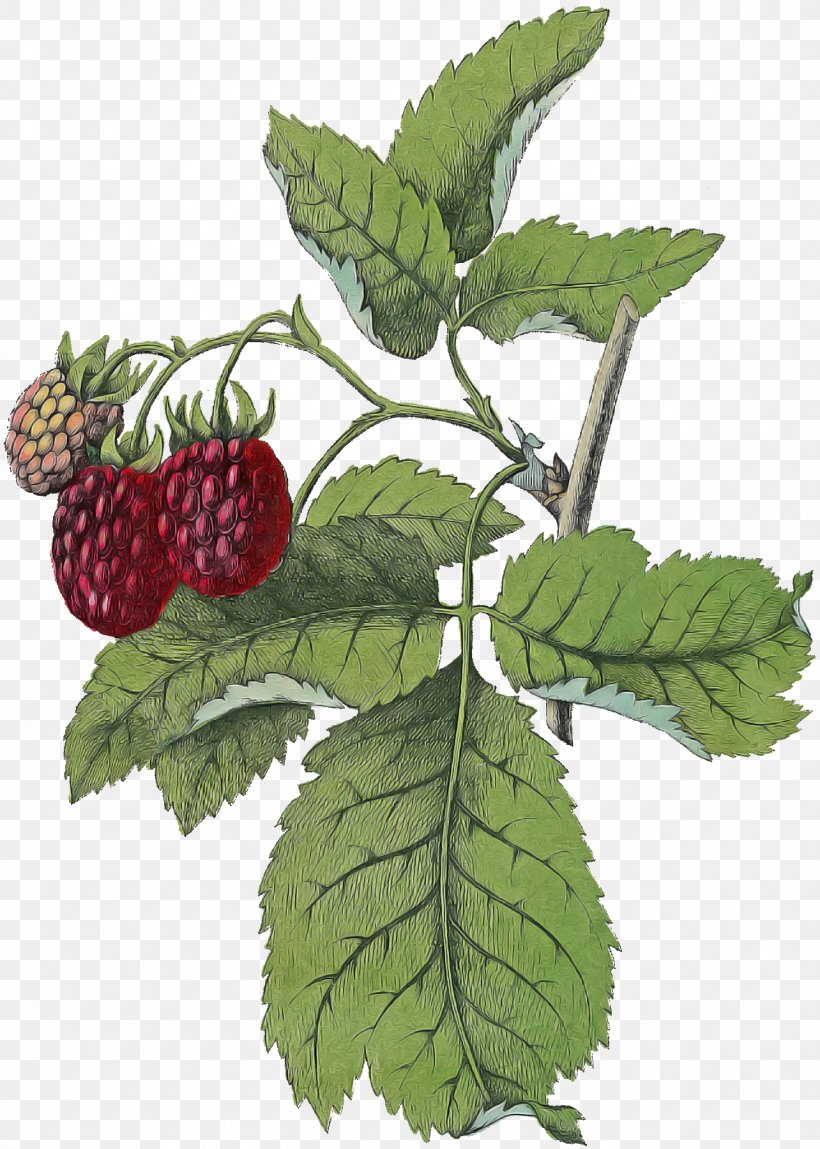 Plant Leaf West Indian Raspberry Berry Blackberry, PNG, 1284x1800px, Plant, Berry, Blackberry, Dewberry, Leaf Download Free