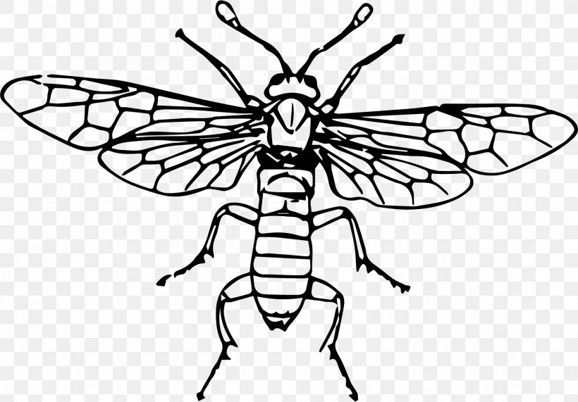 Fly Insect Sawflies Clip Art, PNG, 1786x1244px, Fly, Animal, Artwork, Black And White, Black Soldier Fly Download Free