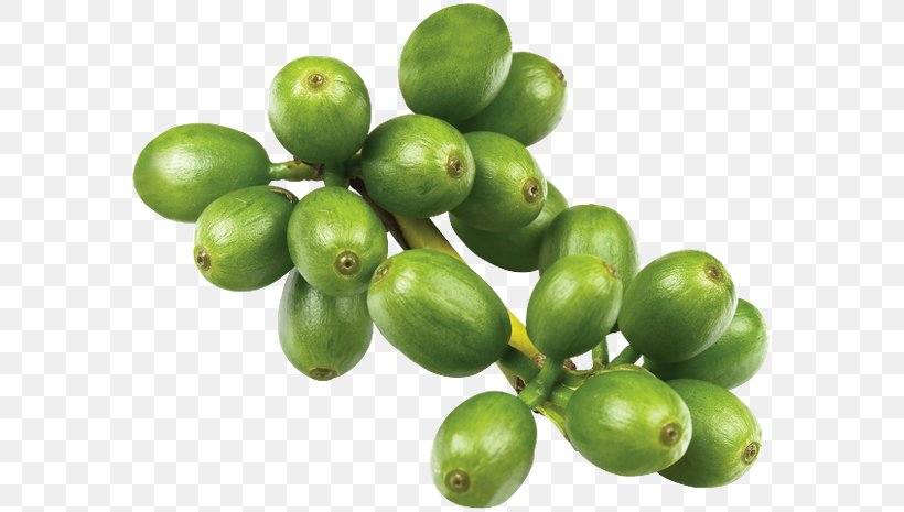 Green Coffee Extract Chlorogenic Acid Coffee Bean, PNG, 600x465px, Coffee, Bean, Caffeine, Chlorogenic Acid, Coffee Bean Download Free