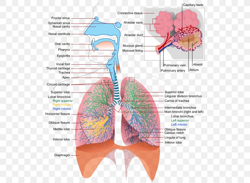 Respiratory Tract Respiratory System Human Body Breathing Lung, PNG, 528x600px, Watercolor, Cartoon, Flower, Frame, Heart Download Free