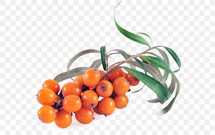 Sea Buckthorn Oil Seaberry Vegetable Oil Health, PNG, 600x518px, Sea Buckthorn Oil, Berry, Food, Fruit, Hard Soap Download Free