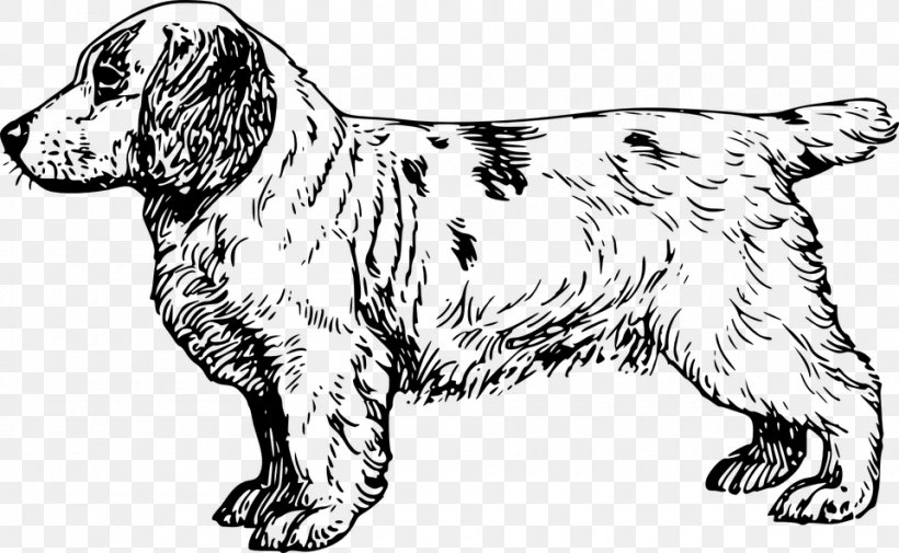 Clumber Spaniel English Cocker Spaniel Brittany Dog King Charles Spaniel, PNG, 960x592px, Clumber Spaniel, Animal, Black And White, Breed, Brittany Dog Download Free