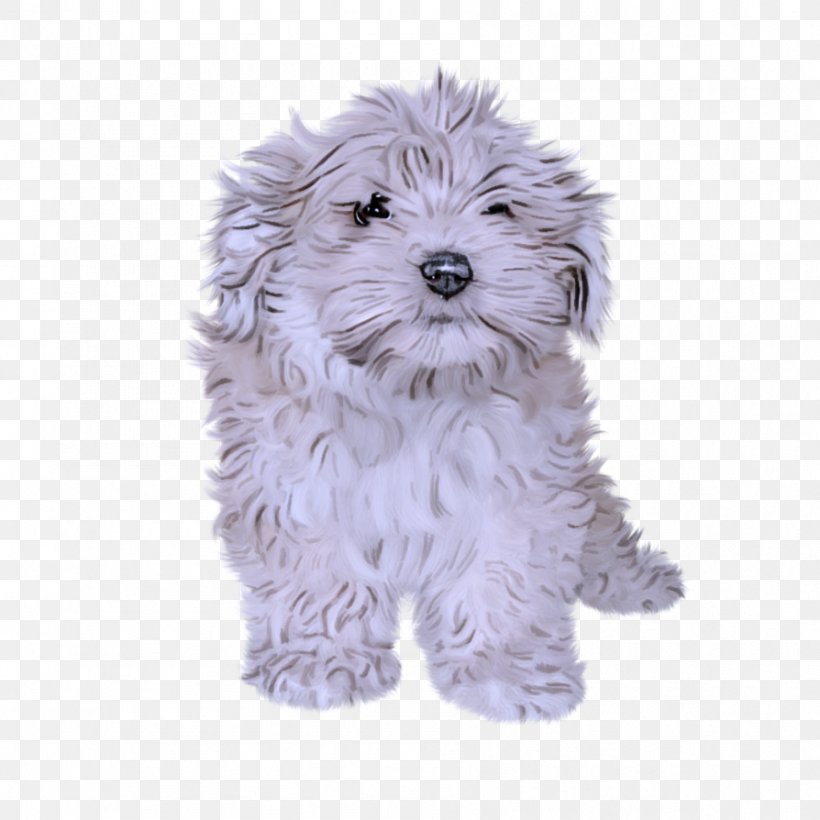 Dog Puppy Maltese Havanese Schnoodle, PNG, 894x894px, Dog, Havanese, Maltese, Puppy, Schnoodle Download Free