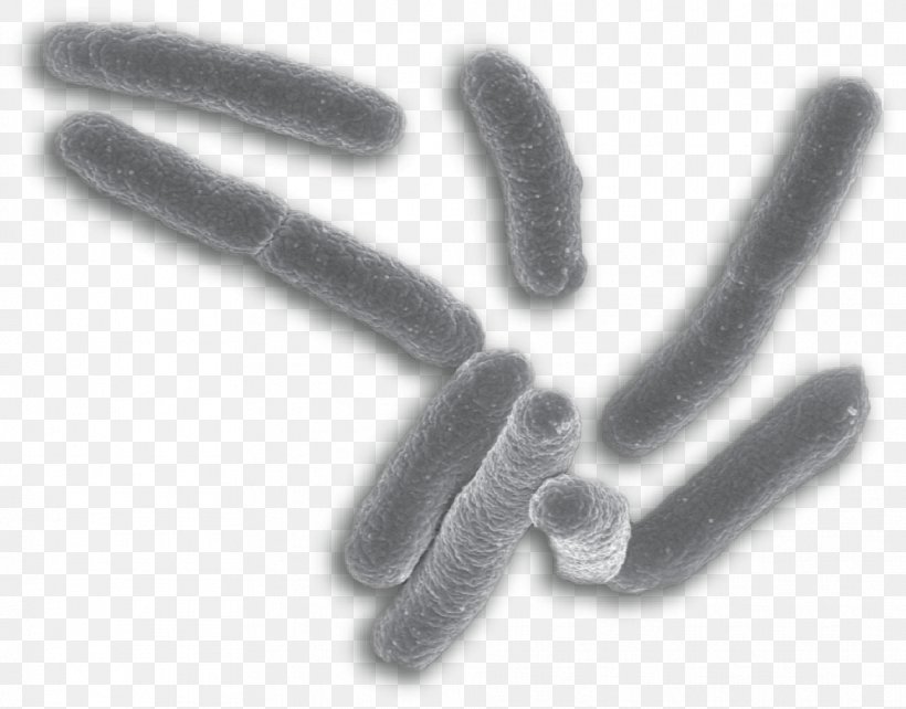 E. Coli Bacteria Mycobacterium Tuberculosis Kingdom Evolution, PNG, 963x754px, E Coli, Archaeans, Bacteria, Bacterial Cell Structure, Black And White Download Free
