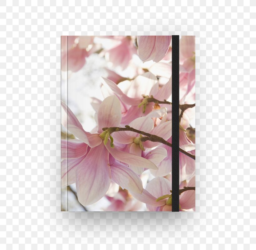 Floral Design Flower Cherry Blossom Petal, PNG, 800x800px, Floral Design, Blossom, Cherry, Cherry Blossom, Flora Download Free