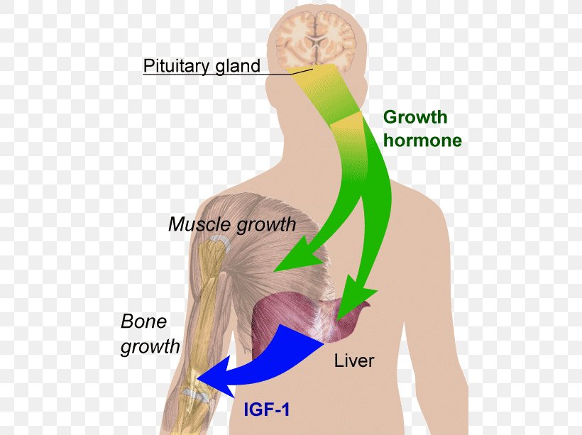 Growth Hormone Therapy Peptide Hormone Human Development, PNG, 500x613px, Watercolor, Cartoon, Flower, Frame, Heart Download Free