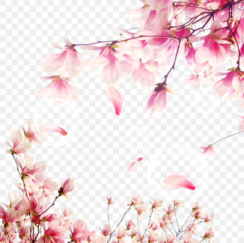 National Cherry Blossom Festival Download, PNG, 1181x1181px, National Cherry Blossom Festival, Blossom, Branch, Cherry Blossom, Floral Design Download Free