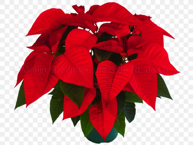 Poinsettia Petal Flower Christmas Eve, PNG, 3072x2304px, Poinsettia, Christmas, Christmas Eve, Color, Cut Flowers Download Free
