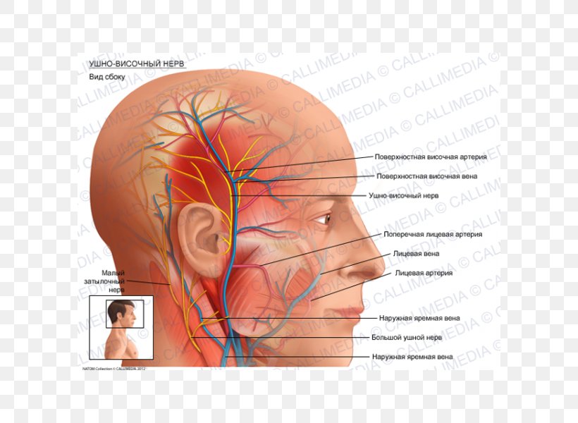 Superficial Temporal Artery Auriculotemporal Nerve Anatomy, PNG, 600x600px, Watercolor, Cartoon, Flower, Frame, Heart Download Free
