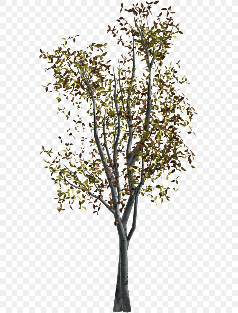 Twig Tree Autumn Clip Art, PNG, 551x1080px, Twig, Autumn, Branch, Digital Image, Information Download Free