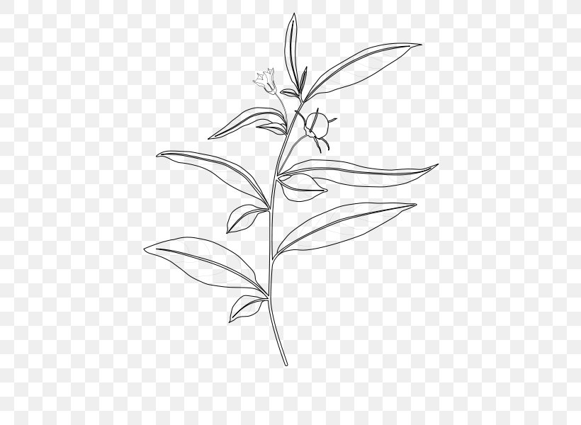 Capsicum Lanceolatum Capsicum Baccatum Plant Stem Nightshade, PNG, 424x600px, Capsicum, Artwork, Black And White, Branch, Capsicum Baccatum Download Free