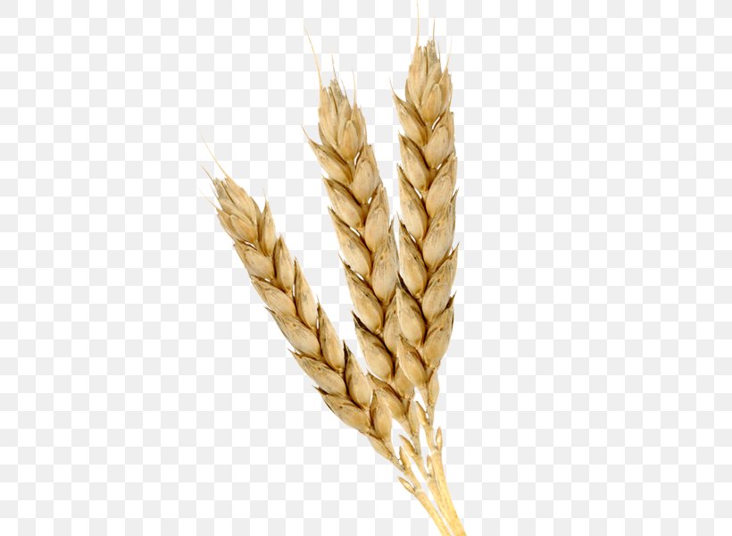 Emmer Einkorn Wheat Cereal Germ Wheat Germ Oil, PNG, 600x600px, Emmer, Avena, Cereal, Cereal Germ, Commodity Download Free