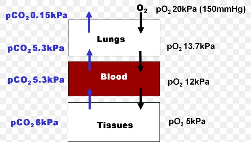 Hemoglobin Molecular Binding Cellular Respiration Protein Lung, PNG, 1476x839px, 16k Resolution, Hemoglobin, Area, Biochemistry, Blue Download Free