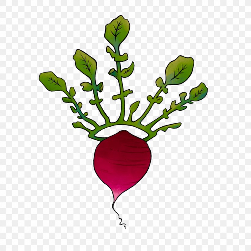Illustration Radish Leaf Clip Art Turnip, PNG, 1024x1024px, Radish, Branch, Carrot, Doodle, Flora Download Free