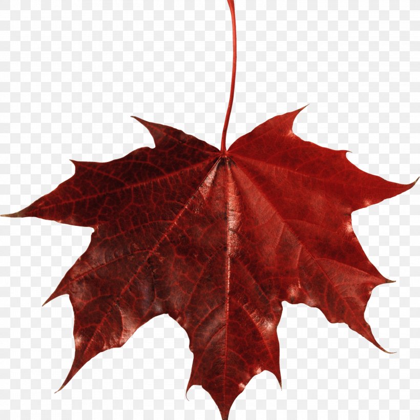 Maple Leaf Autumn Leaf Color, PNG, 3000x3000px, Leaf, Autumn, Autumn Leaf Color, Display Resolution, Maple Leaf Download Free