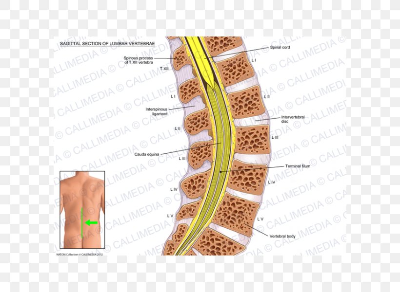 Sagittal Plane Vertebral Column Lumbar Vertebrae Spinal Anaesthesia, PNG, 600x600px, Watercolor, Cartoon, Flower, Frame, Heart Download Free