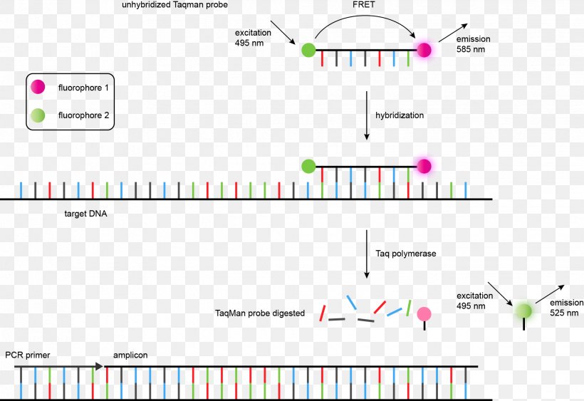 TaqMan Real-time Polymerase Chain Reaction Microsatellite Single-nucleotide Polymorphism, PNG, 2036x1398px, Taqman, Area, Brand, Computer Program, Diagram Download Free