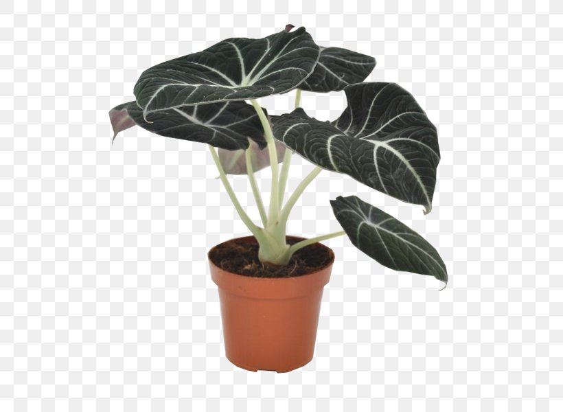 Alocasia Houseplant Leaf Flowerpot, PNG, 600x600px, Alocasia, Alokaziya, Chinese Evergreens, Flower, Flowerpot Download Free