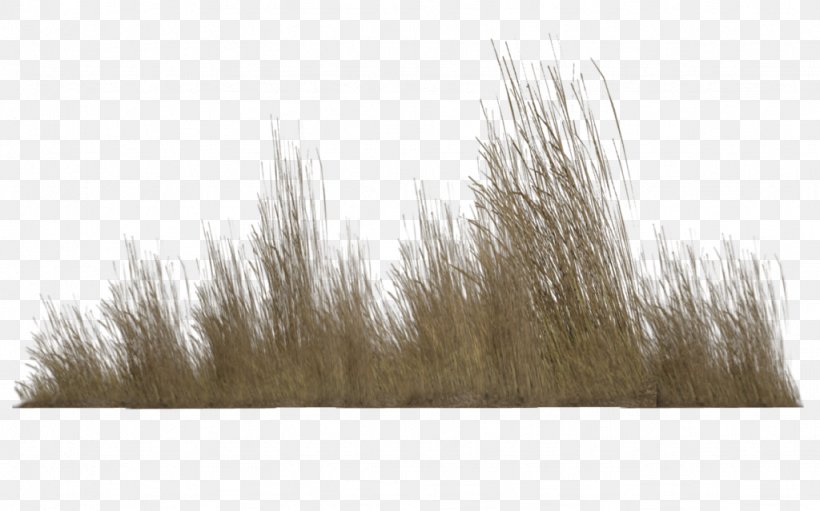 Photography Clip Art, PNG, 1024x639px, Photography, Grass, Grass Family, Grasses, Mexican Feathergrass Download Free