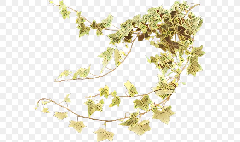 Family Tree Background, PNG, 590x487px, Common Ivy, Branch, Devils Ivy, Fatshedera Lizei, Flower Download Free