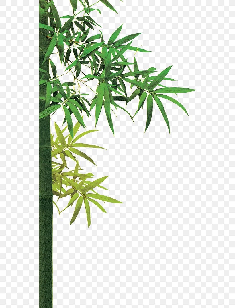 Bamboo Bambusa Oldhamii Download, PNG, 548x1072px, Bamboo, Bambusa Oldhamii, Branch, Fundal, Grass Download Free